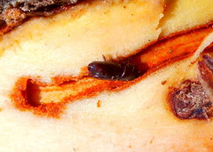Ips grandicollis