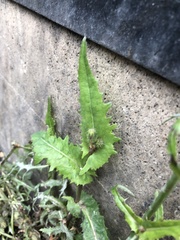 Sonchus arvensis arvensis