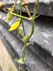 Sonchus arvensis arvensis