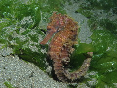 Hippocampus kelloggi