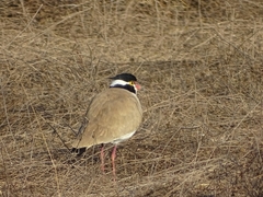Vanellus tectus