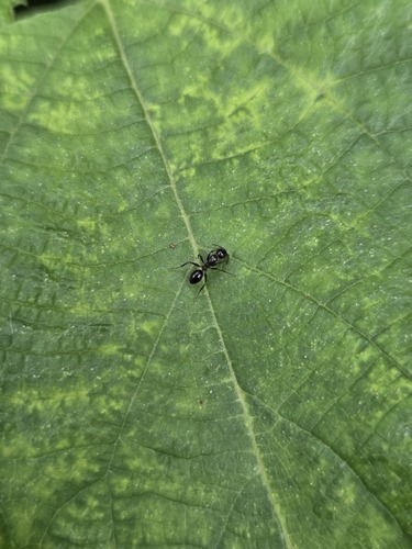Camponotus vitiosus