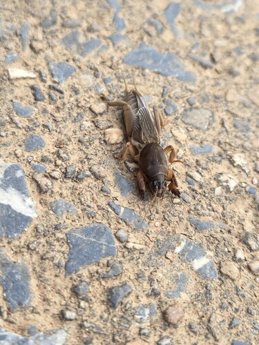 Oriental Mole Cricket