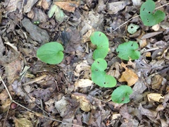 Asarum canadense reflexum