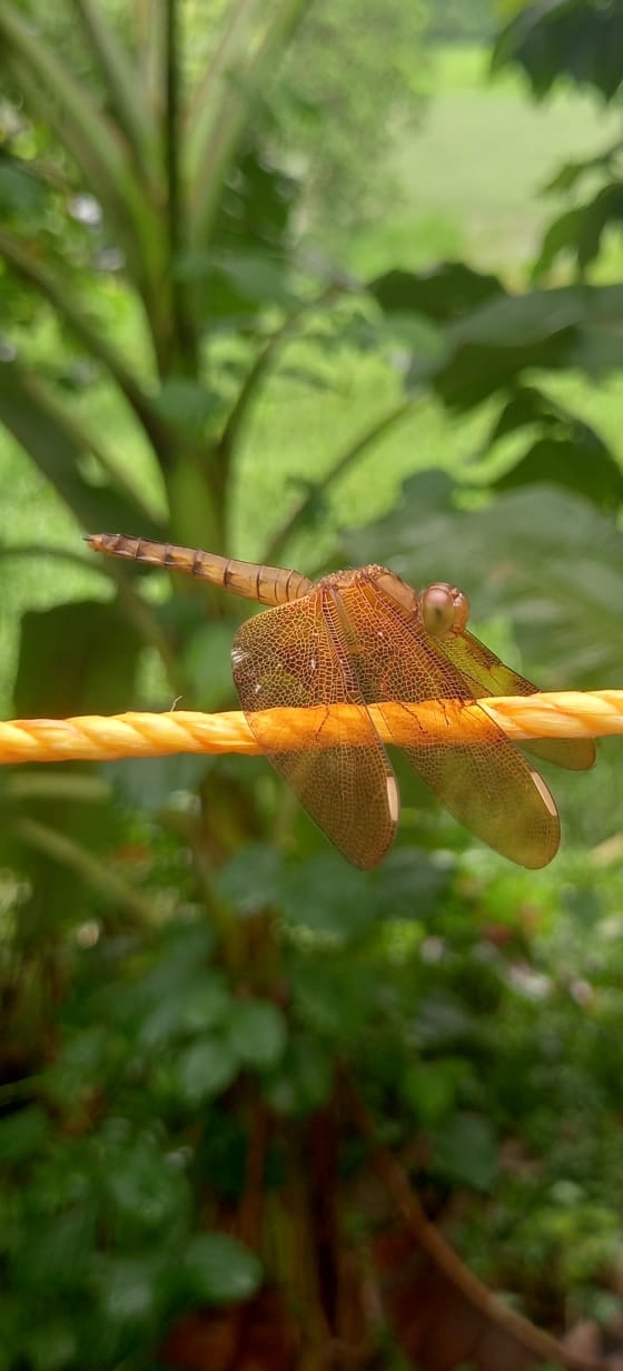 Fulvous Forest Skimmer