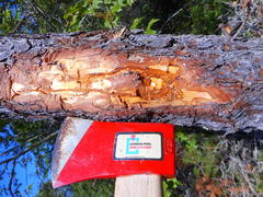 Ips grandicollis