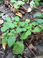Physalis missouriensis