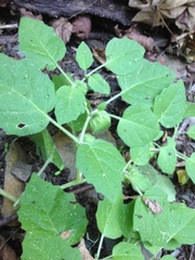 Physalis missouriensis