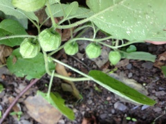 Physalis missouriensis