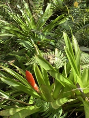 Guzmania berteroniana