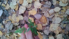 Ambrosia artemisiifolia