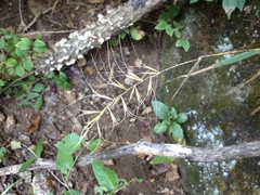 Elymus churchii