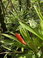 Guzmania berteroniana