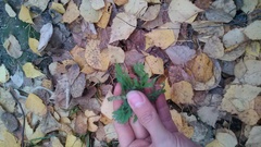 Ambrosia artemisiifolia