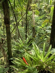 Guzmania berteroniana