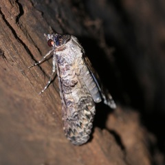 Nagara clara