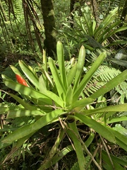 Guzmania berteroniana
