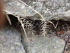 Elymus churchii