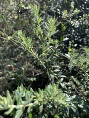 Phylica paniculata