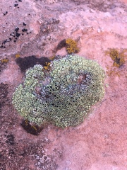 Lecanora argopholis