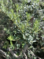 Phylica paniculata