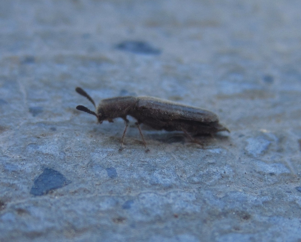 Monophylla pallipes