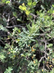 Phylica paniculata