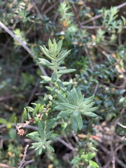 Phylica paniculata