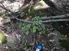Physalis missouriensis