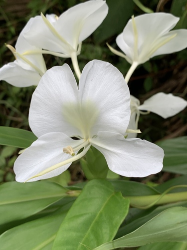 Butterfly ginger lily