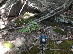 Physalis missouriensis