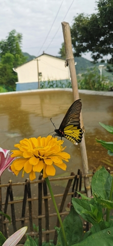 Golden Birdwing