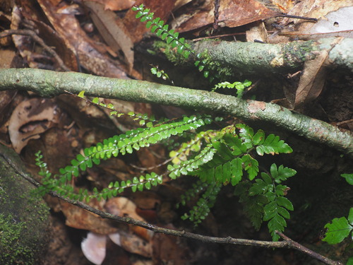 Lindsaea lucida iNat (3)