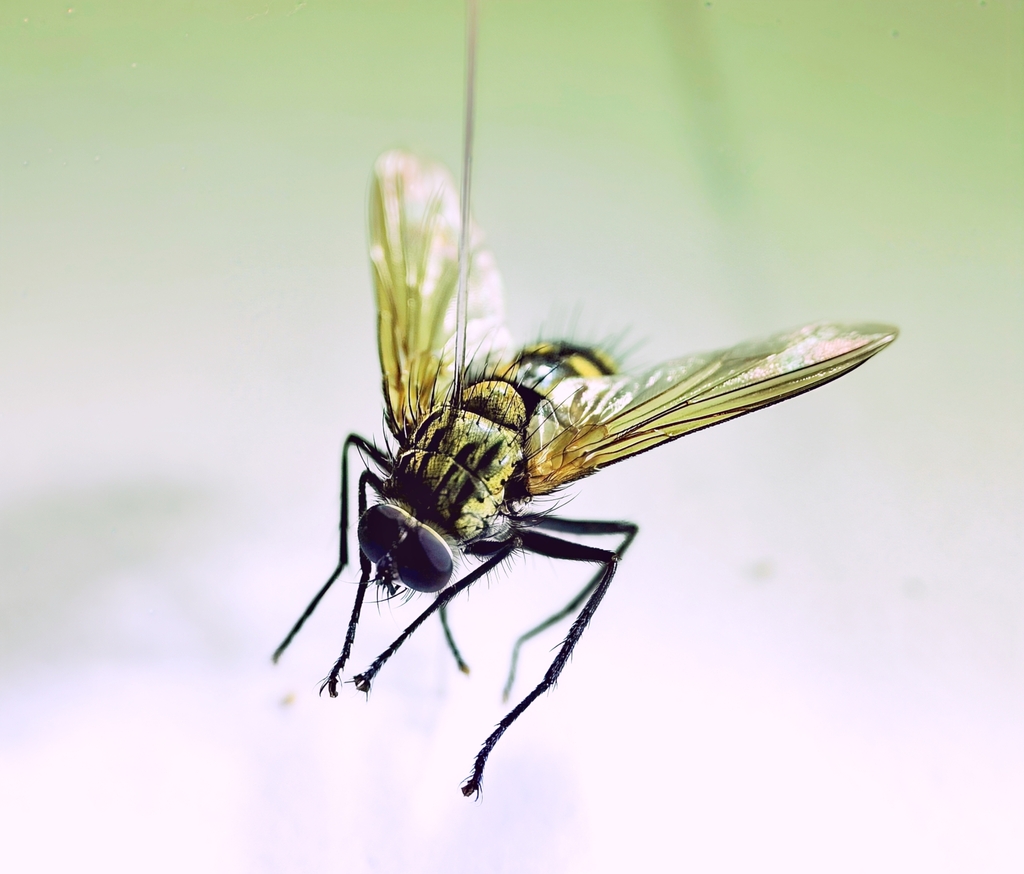Nemoraea javana