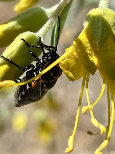 iNaturalist observation photo of Harlequin Bug