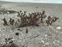 Salsoleae