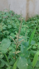 Amaranthus dubius
