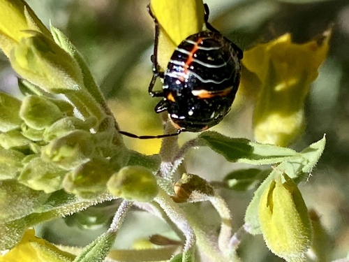 iNaturalist observation photo of Harlequin Bug