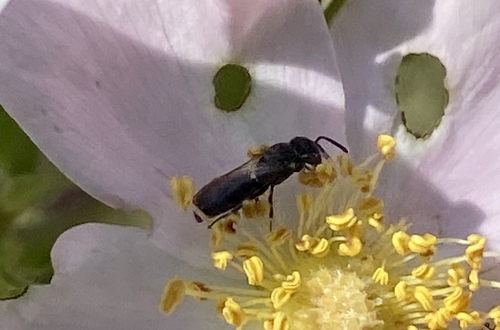 iNaturalist observation photo of Masked Bees