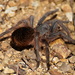 Aphonopelma caniceps - Photo (c) Art Mur, μερικά δικαιώματα διατηρούνται (CC BY-NC-ND), uploaded by Art Mur