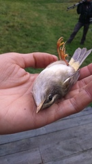 Phylloscopus schwarzi