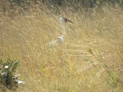 Bugeranus carunculatus