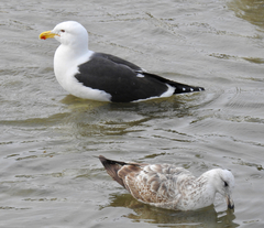 Larus dominicanus