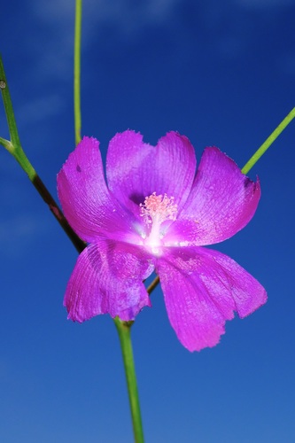 fringed poppymallow (Callirhoe digitata)