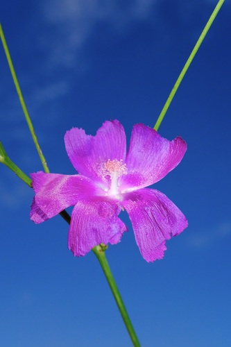 Callirhoe digitata, photograph 3