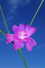 Callirhoe digitata, photograph (c) Nathan Aaron, some rights reserved (CC BY)