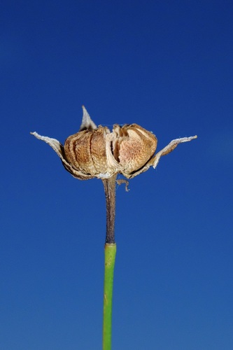 Callirhoe digitata, photograph 1