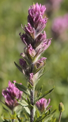 Castilleja parviflora olympica
