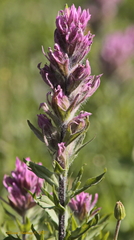 Castilleja parviflora olympica