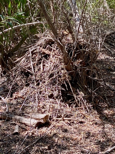 iNaturalist observation photo of Woodrats